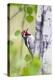 Wyoming, Sublette County, Red Naped Sapsucker on Aspen Tree-Elizabeth Boehm-Premier Image Canvas