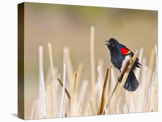 Wyoming, Sublette County, Red Winged Blackbird Singing in Marsh-Elizabeth Boehm-Premier Image Canvas