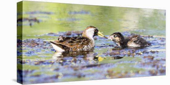 Wyoming, Sublette County, Sora Feeds Chick in a Pond-Elizabeth Boehm-Premier Image Canvas