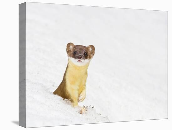 Wyoming, Sublette County, Summer Coat Long Tailed Weasel in Snowdrift-Elizabeth Boehm-Premier Image Canvas