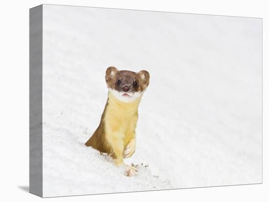 Wyoming, Sublette County, Summer Coat Long Tailed Weasel in Snowdrift-Elizabeth Boehm-Premier Image Canvas