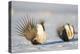 Wyoming, Sublette County. Two Greater Sage Grouse males strut in the snow during March.-Elizabeth Boehm-Premier Image Canvas