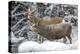 Wyoming, Sublette County, Two Mule Deer Bucks Come to a River Crossing in a Winter Snowstorm-Elizabeth Boehm-Premier Image Canvas
