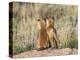 Wyoming, Sublette County. Two young fox kits watch from their den for a parent-Elizabeth Boehm-Premier Image Canvas