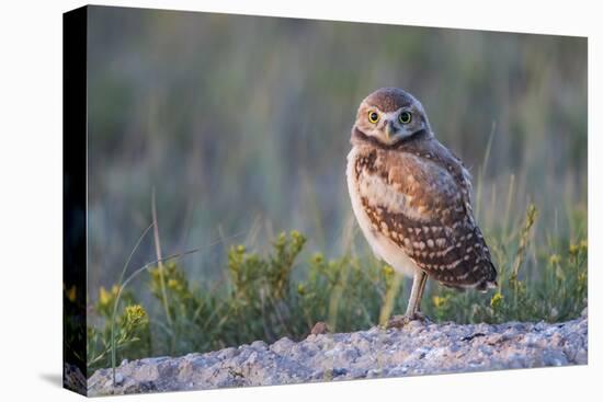 Wyoming, Sublette County. Young Burrowing Owl standing at the edge of it's burrow-Elizabeth Boehm-Premier Image Canvas