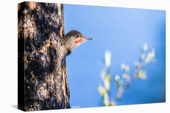 Wyoming, Sublette County. Young male Northern Flicker peering from it's nest cavity-Elizabeth Boehm-Premier Image Canvas