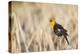 Wyoming, Sublette, Yellow-Headed Blackbird Calling in Cattail Marsh-Elizabeth Boehm-Premier Image Canvas