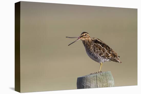 Wyoming, Wilsons Snipe Yawning and Showing Flexible Upper Mandible-Elizabeth Boehm-Premier Image Canvas