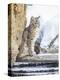 Wyoming, Yellowstone National Park, a Bobcat Sits Along the Madison River, Winter-Elizabeth Boehm-Premier Image Canvas