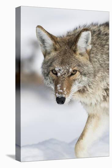 Wyoming, Yellowstone National Park, a coyote walking along the a snowy river during the wintertime.-Elizabeth Boehm-Premier Image Canvas