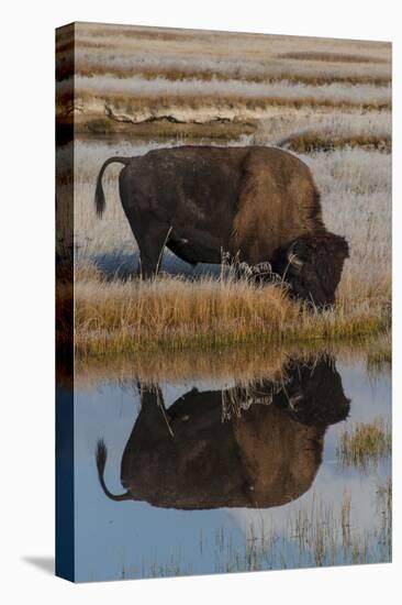 Wyoming, Yellowstone National Park. American Bison on Frosty Morning with Reflection in a Pool-Judith Zimmerman-Premier Image Canvas