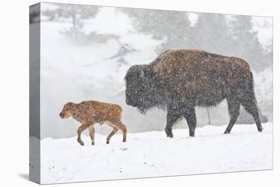 Wyoming, Yellowstone National Park, Bison and Newborn Calf Walking in Snowstorm-Elizabeth Boehm-Premier Image Canvas