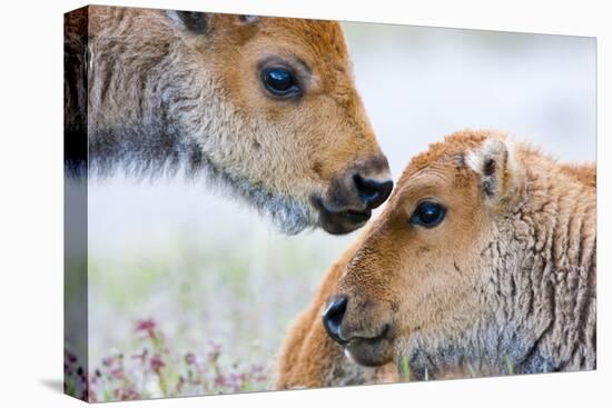 Wyoming, Yellowstone National Park, Bison Calves Greeting Each Other-Elizabeth Boehm-Premier Image Canvas