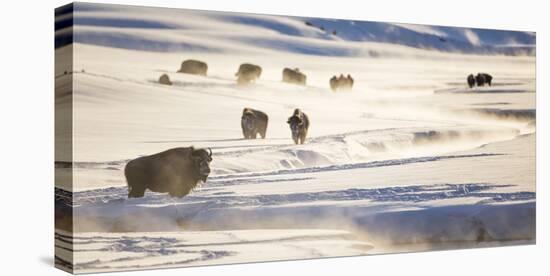 Wyoming, Yellowstone National Park, Bison Herd Along Alum Creek in Winter-Elizabeth Boehm-Premier Image Canvas