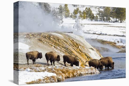 Wyoming, Yellowstone National Park, Bison Herd Drinking from Firehole River-Elizabeth Boehm-Premier Image Canvas