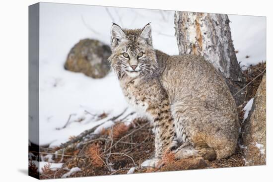 Wyoming, Yellowstone National Park, Bobcat Sitting under Tree-Elizabeth Boehm-Premier Image Canvas