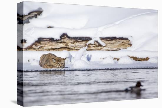 Wyoming, Yellowstone National Park, Bobcat Stalking Duck Along Madison River-Elizabeth Boehm-Premier Image Canvas