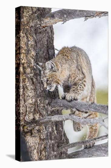 Wyoming, Yellowstone National Park, Bobcat Watching as a Coyote Eats Stolen Duck-Elizabeth Boehm-Premier Image Canvas