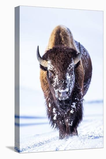 Wyoming, Yellowstone National Park, Bull Bison Walking in Hayden Valley-Elizabeth Boehm-Premier Image Canvas