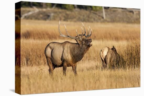 Wyoming, Yellowstone National Park, Bull Elk Bugling and Scenting During Rut-Elizabeth Boehm-Premier Image Canvas