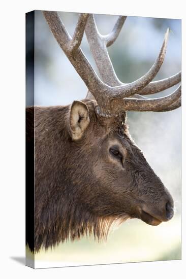 Wyoming, Yellowstone National Park. Bull Elk Detail Near Mammoth-Judith Zimmerman-Premier Image Canvas