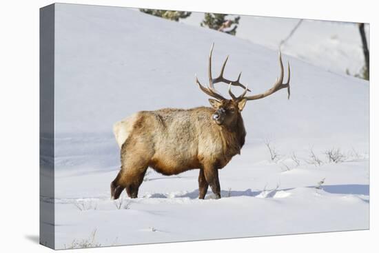 Wyoming, Yellowstone National Park, Bull Elk Foraging Through Snowpack-Elizabeth Boehm-Premier Image Canvas