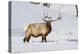 Wyoming, Yellowstone National Park, Bull Elk Foraging Through Snowpack-Elizabeth Boehm-Premier Image Canvas