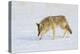 Wyoming, Yellowstone National Park, Coyote Hunting on Snowpack-Elizabeth Boehm-Premier Image Canvas