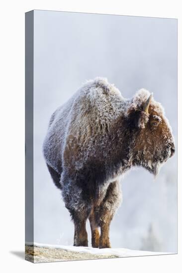 Wyoming, Yellowstone National Park, Frost Covered Bison Cow in Geyser Basin-Elizabeth Boehm-Premier Image Canvas