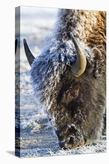 Wyoming, Yellowstone National Park, Frost Covered Bison Cow in Geyser Basin-Elizabeth Boehm-Premier Image Canvas