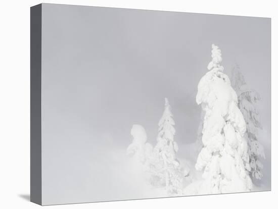 Wyoming, Yellowstone National Park, Frosted Lodgepole Pine Trees in Winter-Elizabeth Boehm-Premier Image Canvas