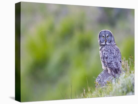 Wyoming, Yellowstone National Park, Great Gray Owl Hunting from Rock-Elizabeth Boehm-Premier Image Canvas