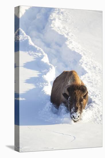 Wyoming, Yellowstone National Park, Hayden Valley, Bison Breaking Trail in Snow-Elizabeth Boehm-Premier Image Canvas
