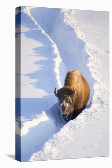 Wyoming, Yellowstone National Park, Hayden Valley, Bison Walking in Snow Trough-Elizabeth Boehm-Premier Image Canvas
