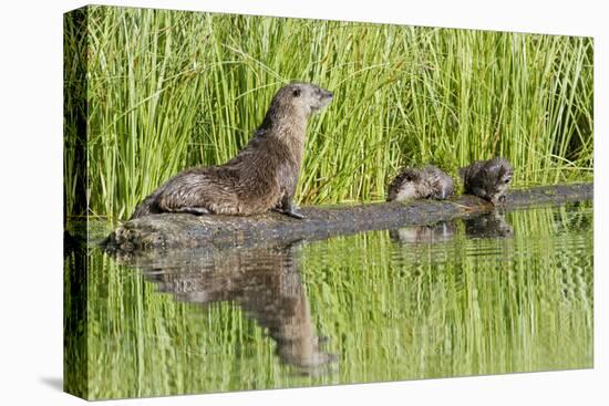 Wyoming, Yellowstone National Park, Northern River Otter and Pups on Log in Lake-Elizabeth Boehm-Premier Image Canvas