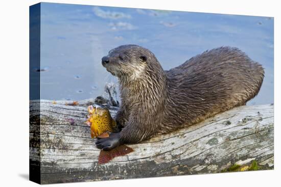 Wyoming, Yellowstone National Park, Northern River Otter Eating Cutthroat Trout-Elizabeth Boehm-Premier Image Canvas