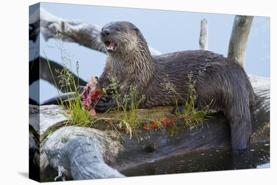 Wyoming, Yellowstone National Park, Northern River Otter on Log in Trout Lake-Elizabeth Boehm-Premier Image Canvas