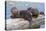 Wyoming, Yellowstone National Park, Northern River Otter Pups Eating Trout-Elizabeth Boehm-Premier Image Canvas