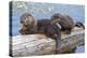 Wyoming, Yellowstone National Park, Northern River Otter Pups Eating Trout-Elizabeth Boehm-Premier Image Canvas