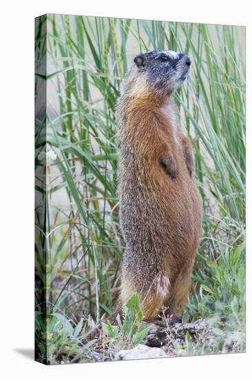 Wyoming, Yellowstone National Park, Yellow Bellied Marmot Standing on Hind Legs-Elizabeth Boehm-Premier Image Canvas