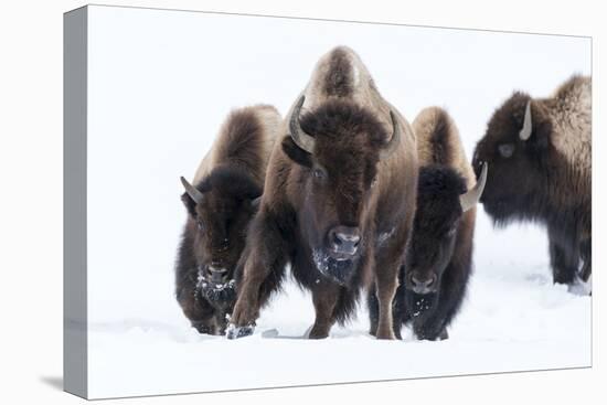 Wyoming, Yellowstone NP. American bison (Bos bison) beginning to run through the deep snow.-Ellen Goff-Premier Image Canvas