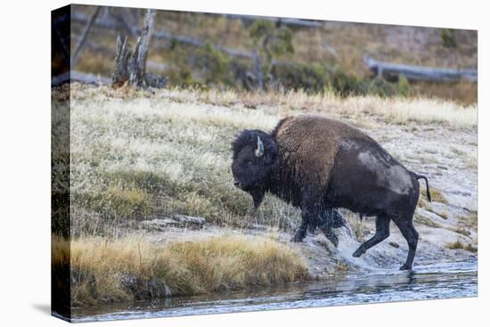 Wyoming. Yellowstone NP, bull bison crosses the Firehole River and comes out dripping with water-Elizabeth Boehm-Premier Image Canvas