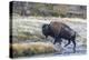 Wyoming. Yellowstone NP, bull bison crosses the Firehole River and comes out dripping with water-Elizabeth Boehm-Premier Image Canvas