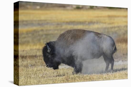 Wyoming. Yellowstone NP, bull Bison shaking the dust off of his coat after a dust bath-Elizabeth Boehm-Premier Image Canvas