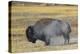 Wyoming. Yellowstone NP, bull Bison shaking the dust off of his coat after a dust bath-Elizabeth Boehm-Premier Image Canvas