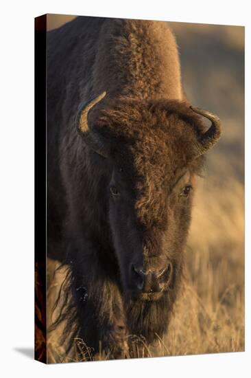 Wyoming. Yellowstone NP, cow bison poses for a in the autumn grasses along the Firehole River.-Elizabeth Boehm-Premier Image Canvas