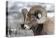 Wyoming, Yellowstone NP. Headshot of a bighorn sheep who has rubbed off the ends of its horns-Ellen Goff-Premier Image Canvas