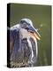 Wyoming, Yellowstone NP, Madison River, Great Blue Heron catches a small fish-Elizabeth Boehm-Premier Image Canvas