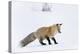 Wyoming, Yellowstone NP. Red fox, having heard a rodent under the snow prepares to leap-Ellen Goff-Premier Image Canvas