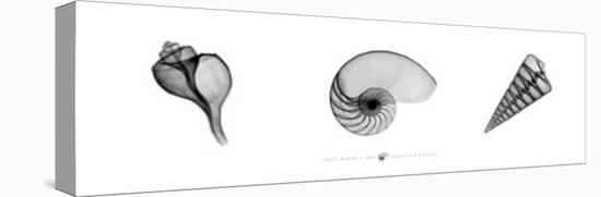 X-Ray Nautilus Triptych-Bert Meyers-Stretched Canvas